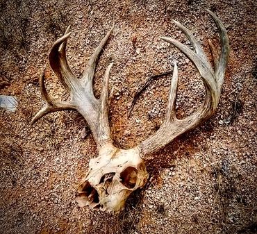 Coues Deer