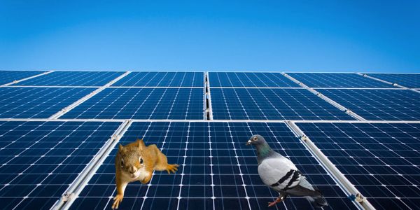 Image of solar panels with critter guard and a squirrel and pigeon on critter guarded solar panels