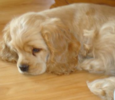 We occasionally have puppies for sale only to approved homes.  We do not ship.  All puppies are from