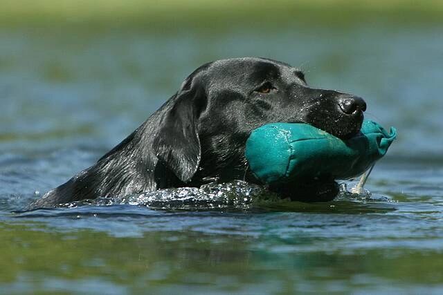 Gundog black Labrador retrieving dummy