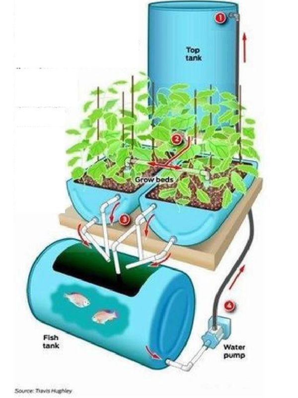 Aquaponics set up
Source: Travis Hughley