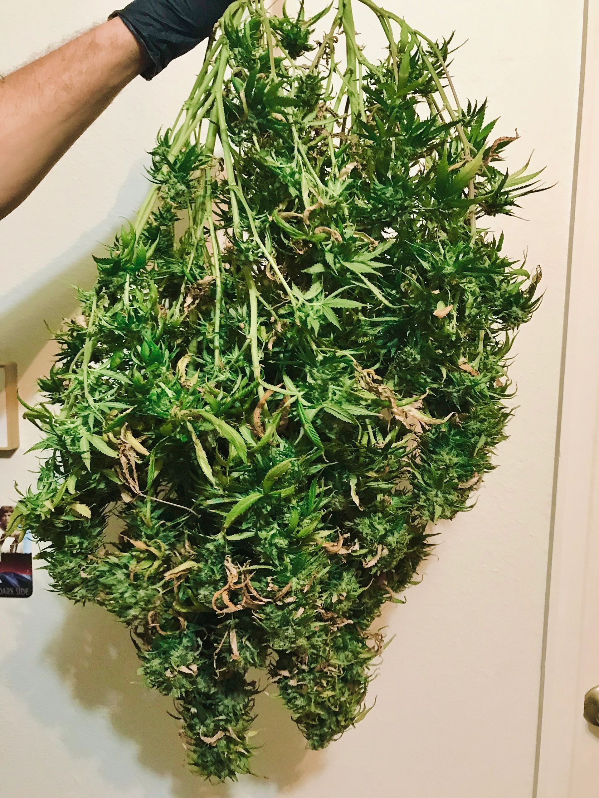 CultivNation harvest by Head Grower Anthony