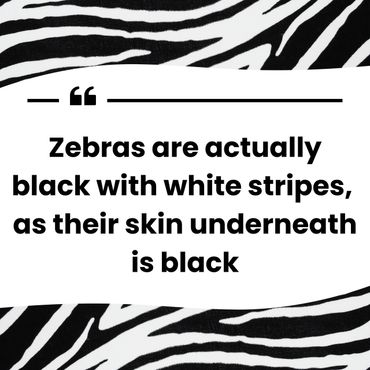 Keep Bloomington Beautiful Zebra Sanctuary