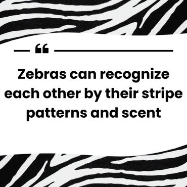 Keep Bloomington Beautiful Zebra Sanctuary