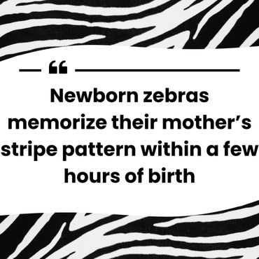 Keep Bloomington Beautiful Zebra Sanctuary