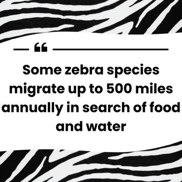 Keep Bloomington Beautiful Zebra Sanctuary