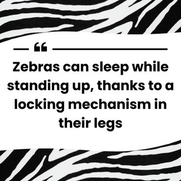 Keep Bloomington Beautiful Zebra Sanctuary
