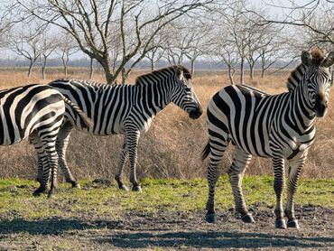 Keep Bloomington Beautiful Zebra Sanctuary