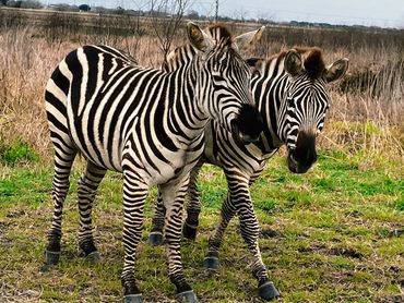 Keep Bloomington Beautiful Zebra Sanctuary
