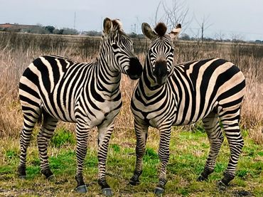 Keep Bloomington Beautiful Zebra Sanctuary