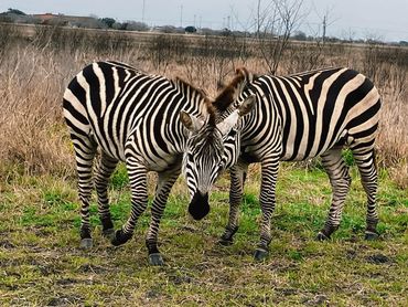 Keep Bloomington Beautiful Zebra Sanctuary