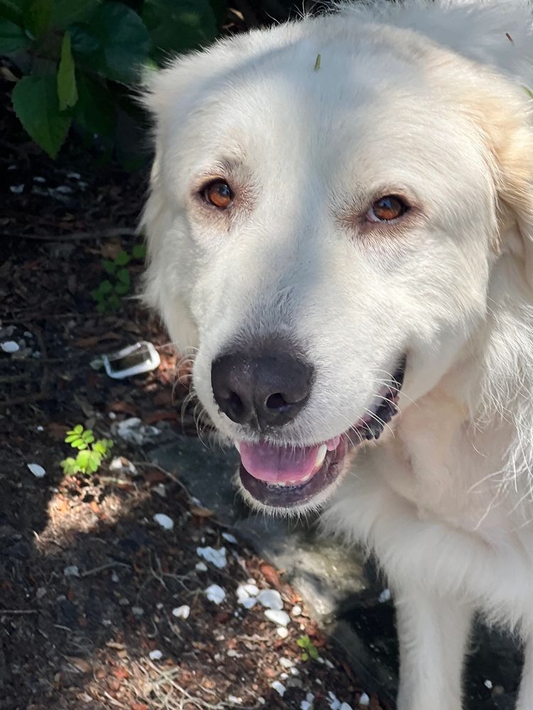 Great Pyrenees dog smiling, while our Rover Heights pet sitter takes a photo.