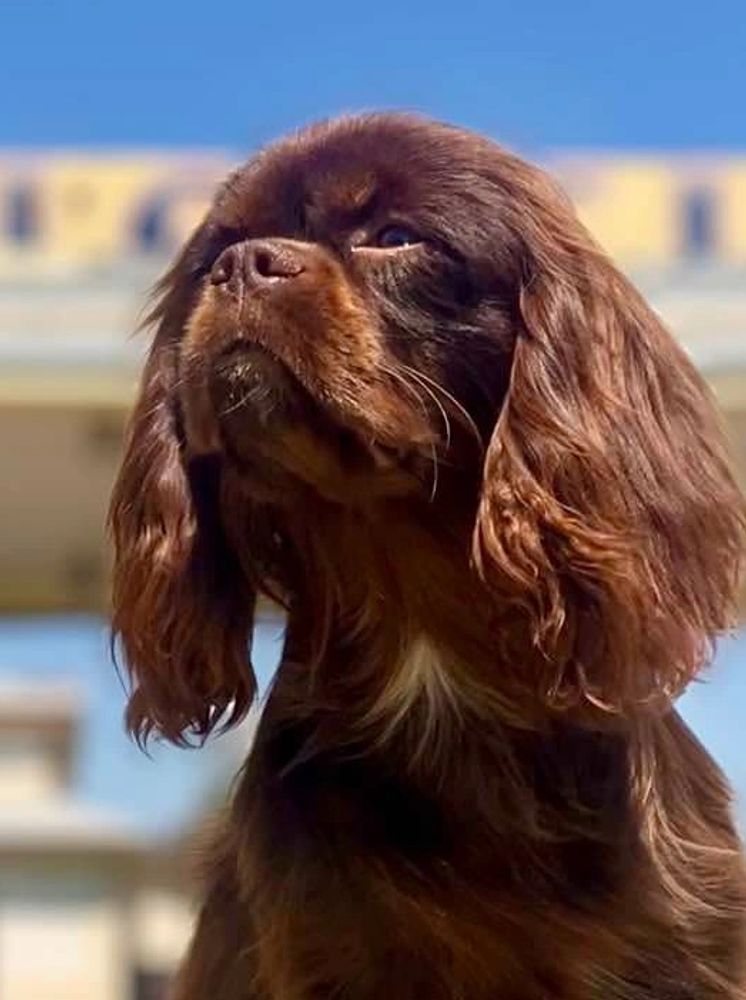 Solid Chocolate Cavalier King Charles