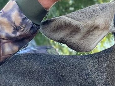 Mexico Mule Deer Hunt