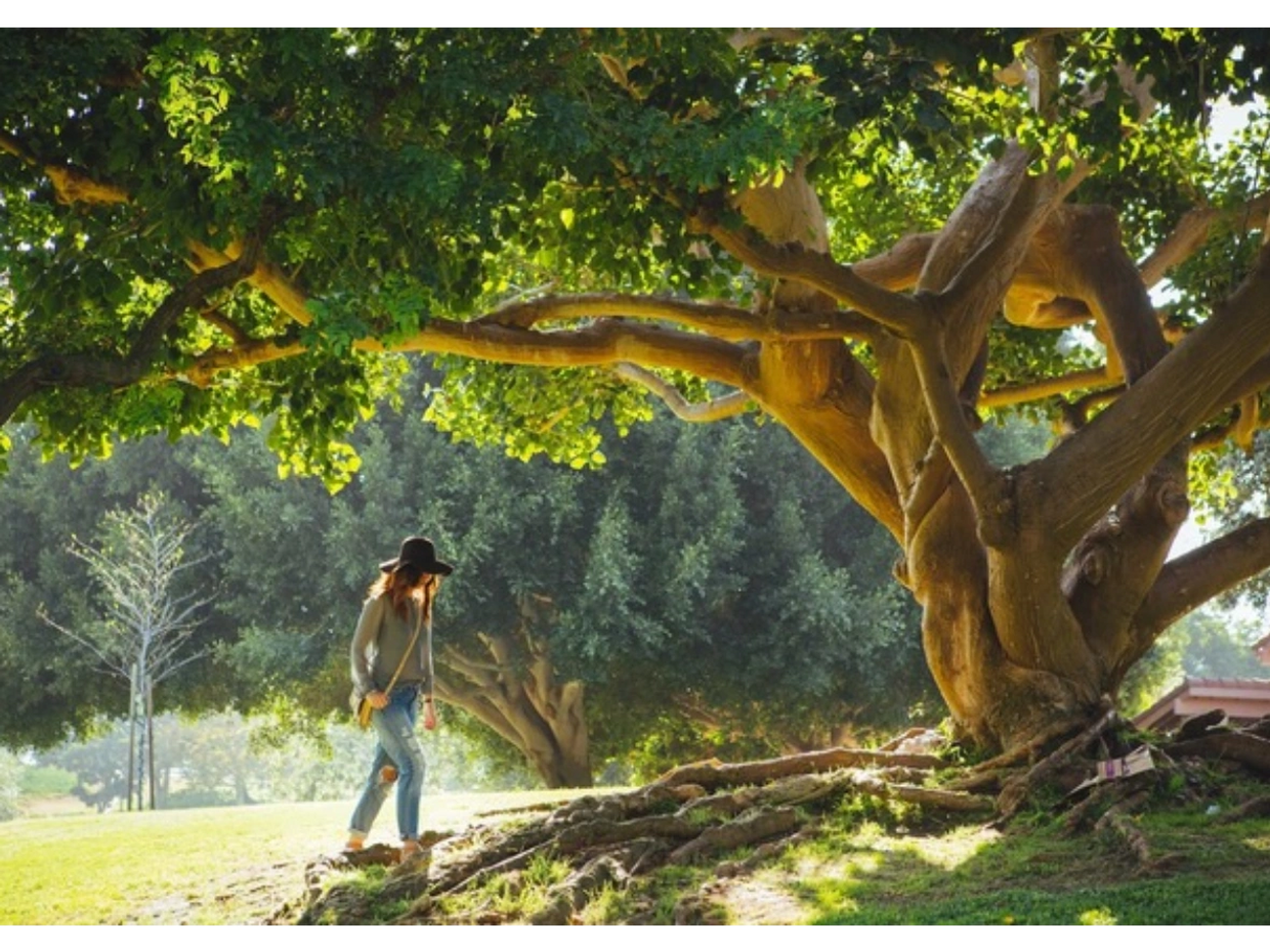 Large tree with roots over ground and a young lady with a hat walking underneath.
