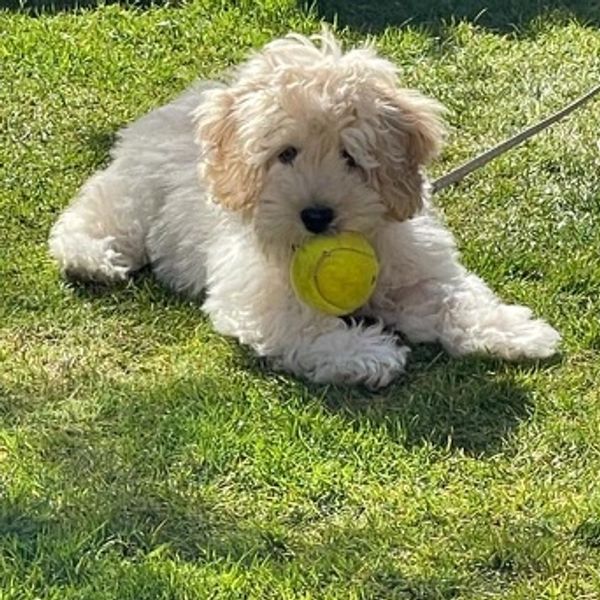 Fluffy puppy with a tennis ball on green grass.