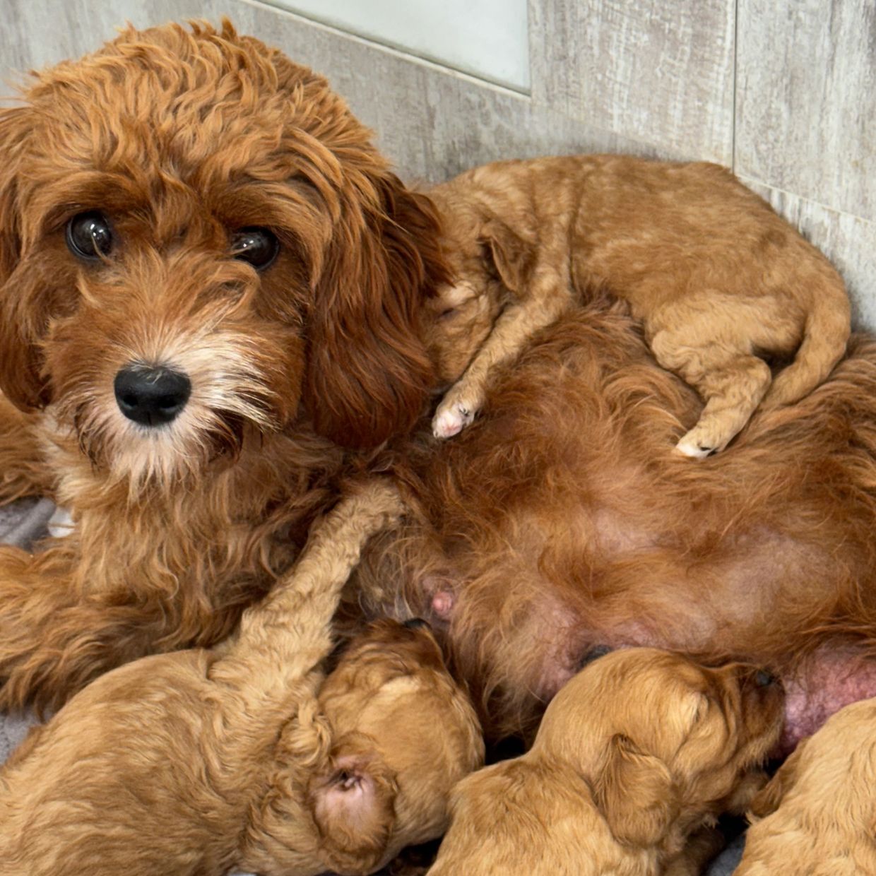 Mother dog with her nursing puppies.