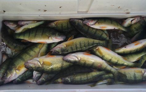 Lake Erie Perch