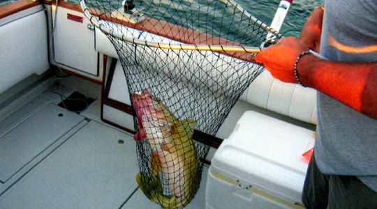 Walleye fish In a net