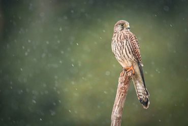 Female Kestrel resting on standing deadwood in a wildlife garden - Jim Ashton - Wild Horizons