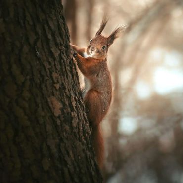 Red Squirrel resting on Norway Spruce tree in a wildlife garden - Jim Ashton - Wild Horizons