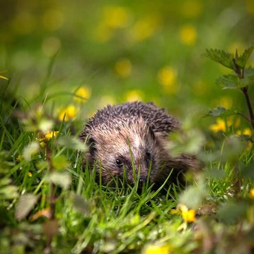 Hedgehog in wildflower meadow in wildlife garden - Jim Ashton - Wild Horizons