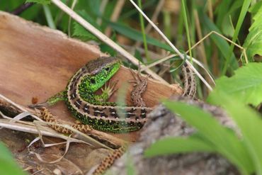 Male Sand Lizard basking on log pile in wildlife garden - Jim Ashton - Wild Horizons
