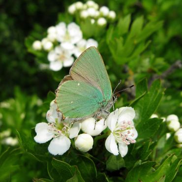 Green Hairstreak butterfly resting on Hawthorn flowers - Jim Ashton - Wild Horizons
