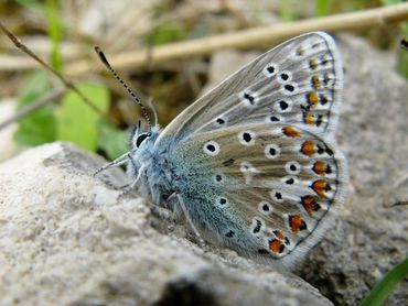 Common Blue butterfly resting in limestone quarry - Jim Ashton - Wild Horizons