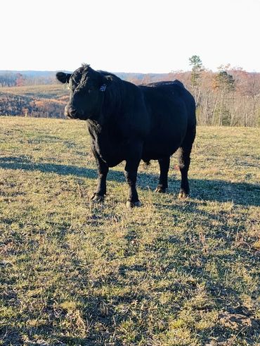 Buffalo standing in grass