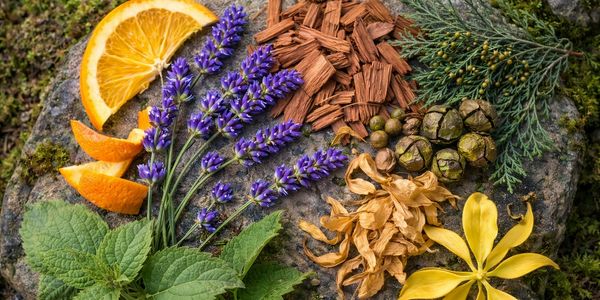 skindēp skindep skindeep oil scent ingredients: orange lavender ylang patchouli cedar