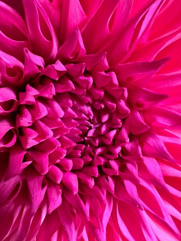 Close-up of vibrant pink dahlia flower petals.