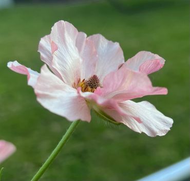 Delicate pale pink flower with softly ruffled petals against a blurred green background.