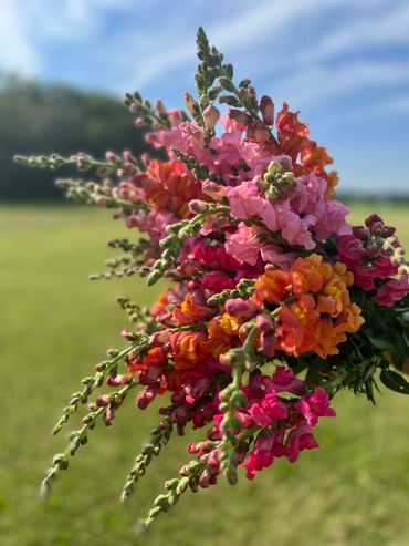Colorful snapdragon flowers bouquet in a sunny outdoor setting.