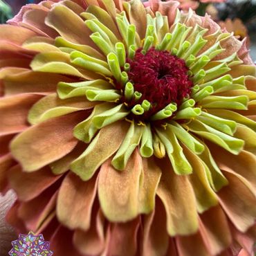 Close-up of a multicolored zinnia flower with curled petals and a deep red center.