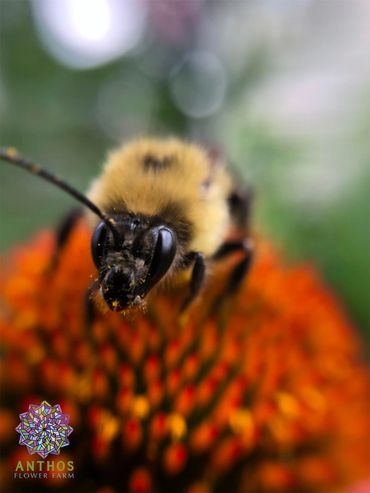 Close-up of a bee on a vibrant orange flower at Anthos Flower Farm.