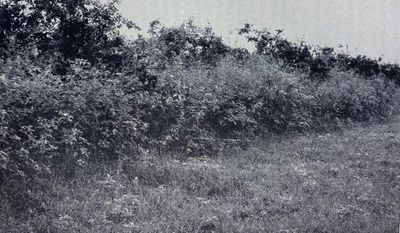 Beggarweed cover crop in an early 1900's citrus grove.