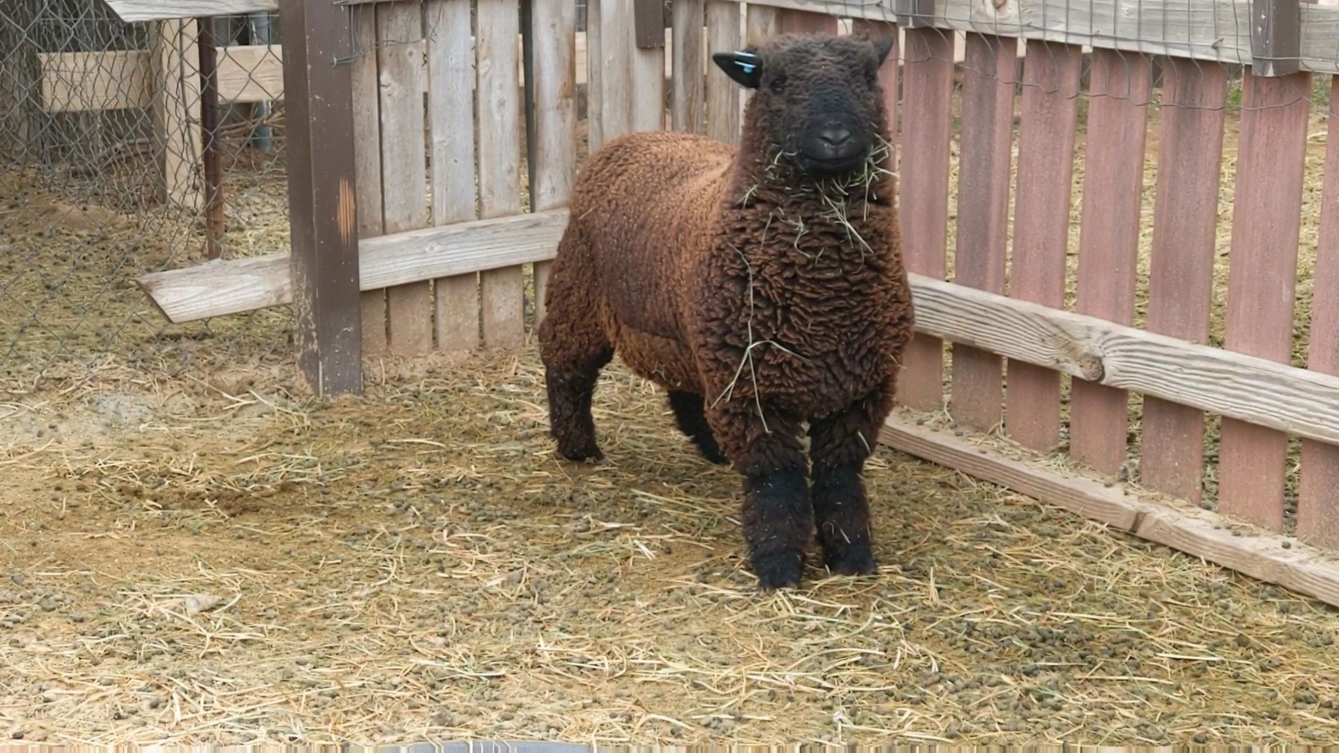 Black Olde English Babydoll Ram