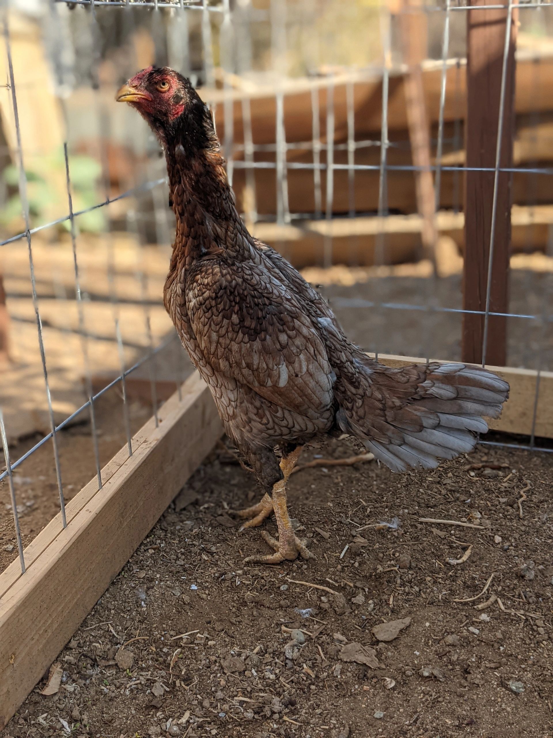 Brazilian Blue Red Gamefowl Hen