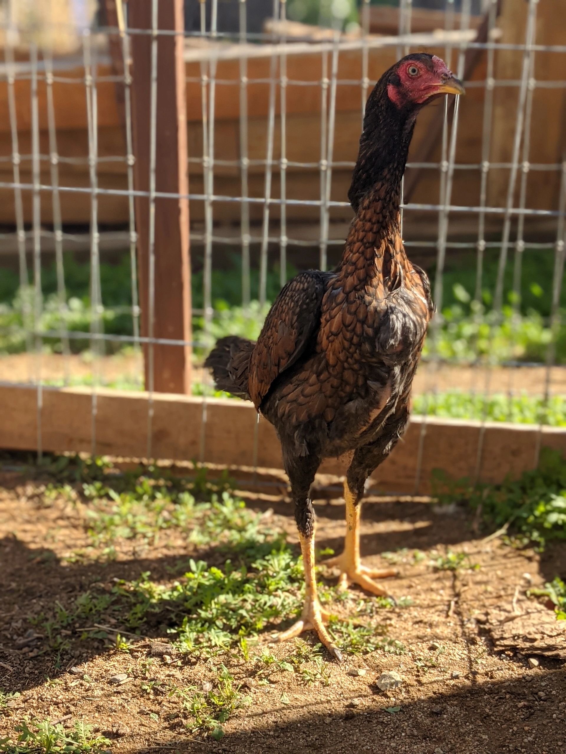 Bronze O-shamo Pullet