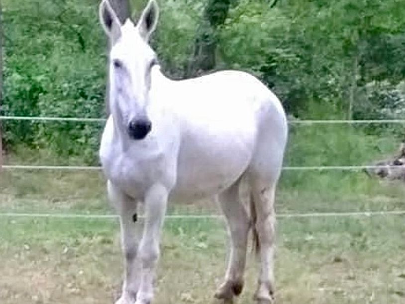 A white donkey standing in a grassy, fenced area.
