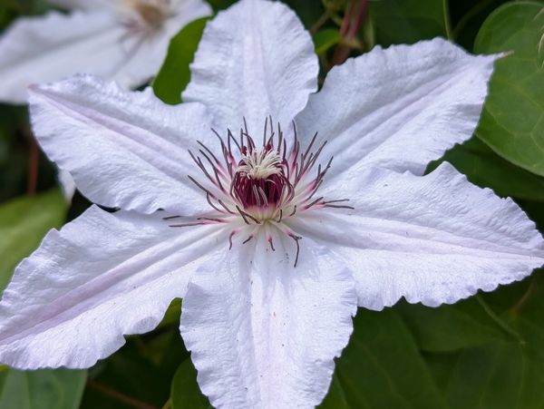 Clematis Flower