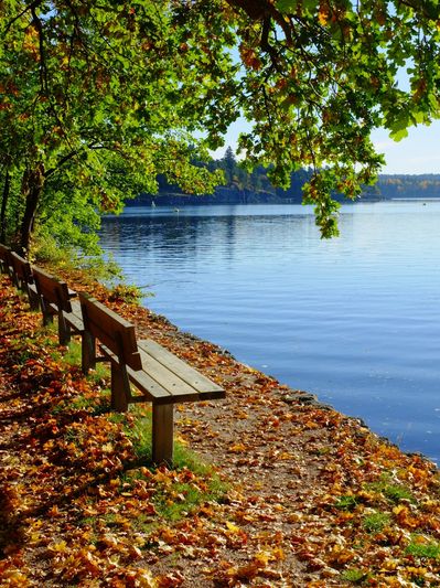 serene autumn park bench by the water