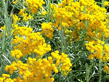 Helichrysum, also known as "Immortal"