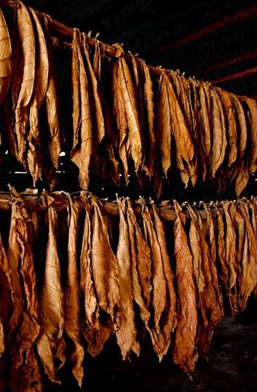Rows of dried tobacco leaves hanging to cure in a drying barn.