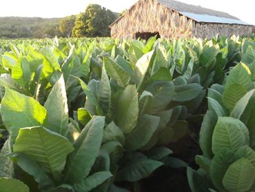 Tobacco plants growing in a sunlit field near a rustic thatched-roof hut.