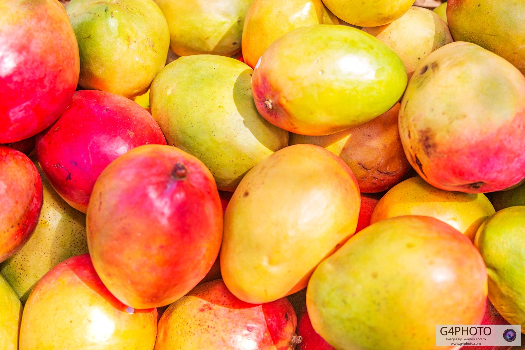 Contact Us Mango Fest Key West