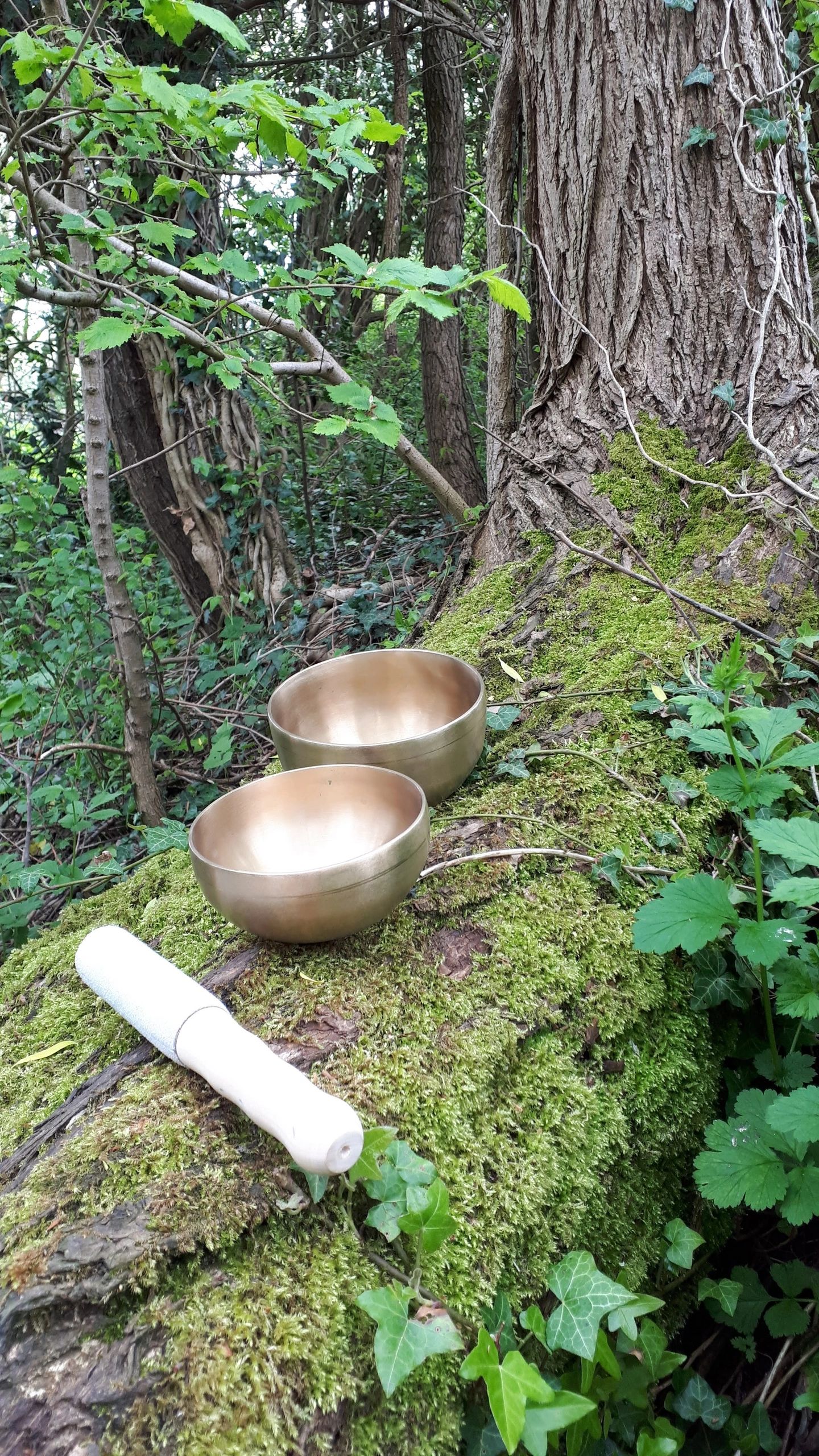 Tibetan singing bowls on a beautiful old tree in a forest