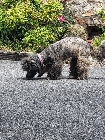 Curly-haired dog sniffing the ground outside near plants and stones.
