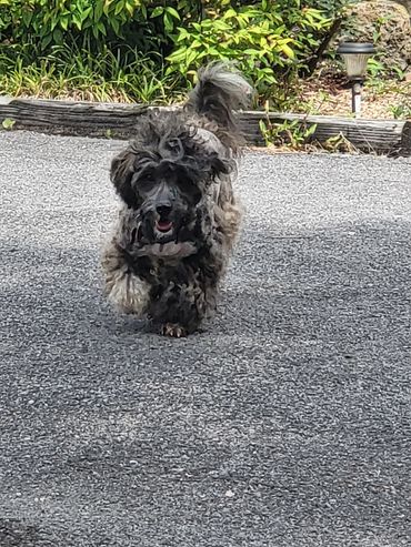 Fluffy black and gray dog happily running on a gravel path.